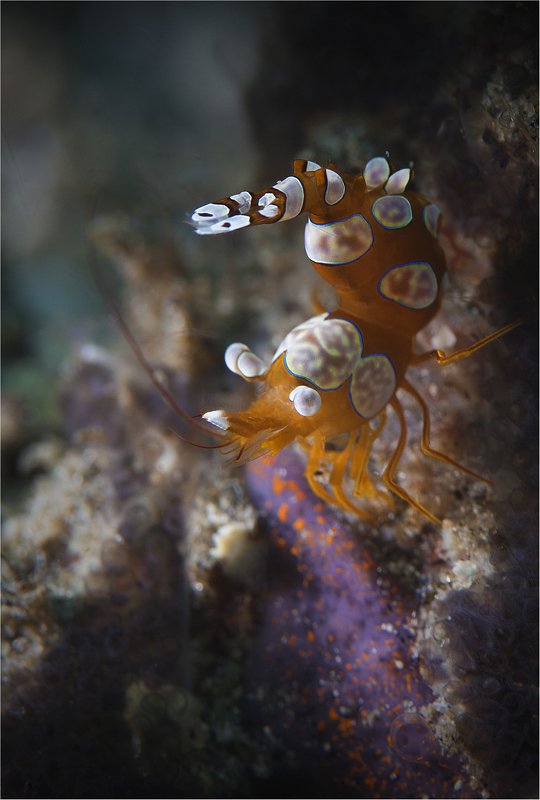 филиппины, негрос, sexy shrimp весенний танцор фото превью