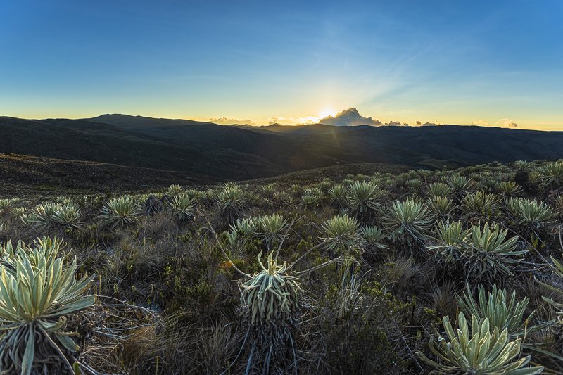 landscape, frailejon, páramo, ecosistema, colombia, paisaje, atardecer Valle de Frailejones photo preview