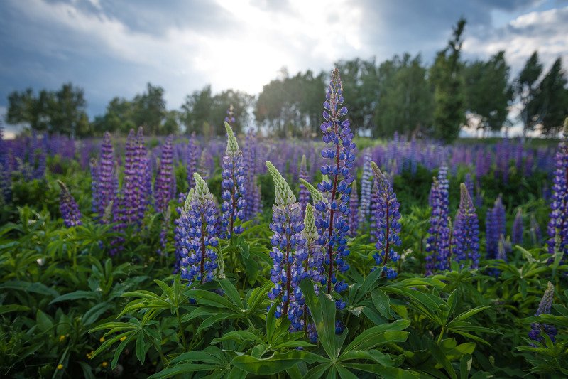 цветы purple flowersphoto preview