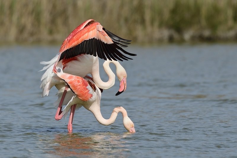 птицы birds Phoenicopterus roseusphoto preview