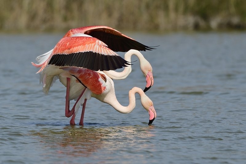 птицы birds Phoenicopterus roseusphoto preview