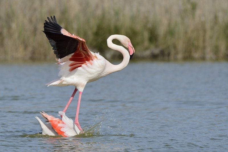 птицы birds Phoenicopterus roseusphoto preview