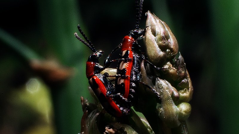 Насекомый мирphoto preview