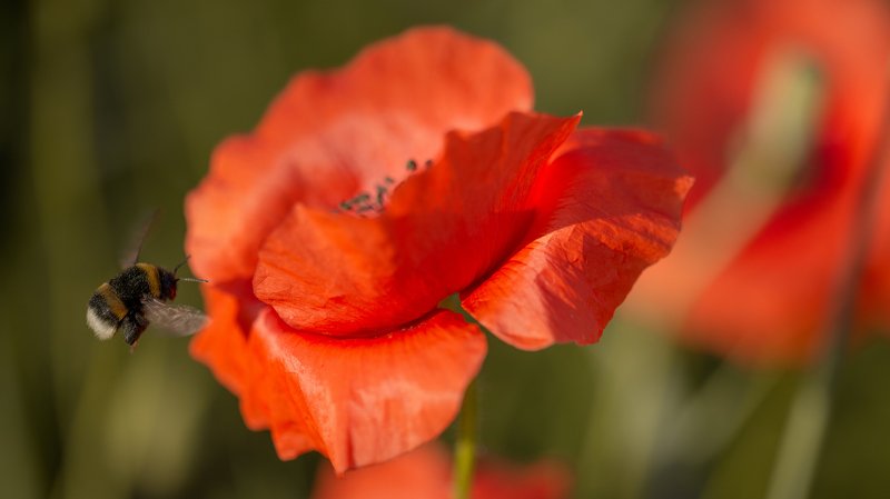 маки Миниатюры лета , июнь , маки .photo preview