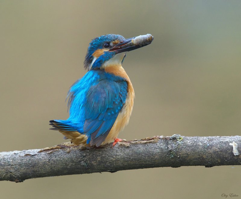 птицы,зимородок Зимородки. Дела семейныеphoto preview