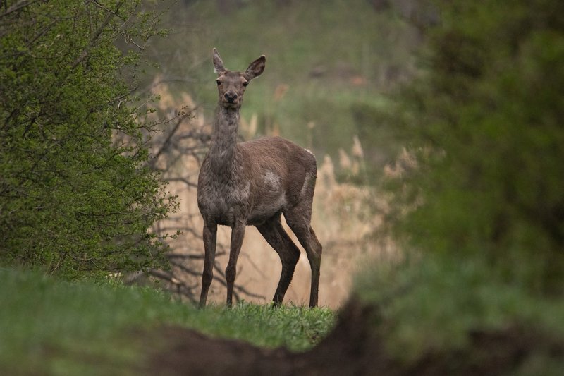 олень, животное, природа В лесном проулкеphoto preview