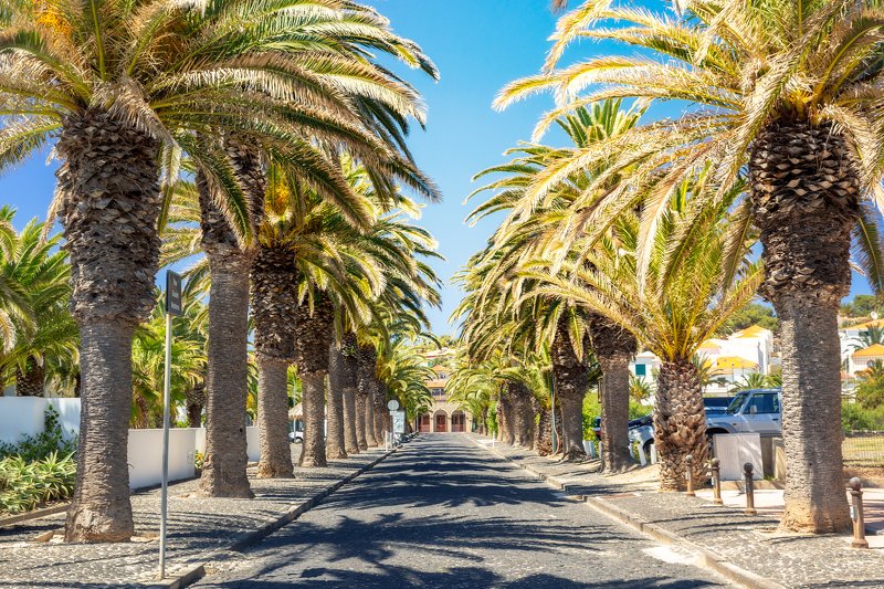 portosanto ,portugal ,island ,portugese ,street ,blue ,palm ,palmtree ,palmstreet ,streetphotography ,breakstone ,city ,spring ,sunnyday ,vilabaleria ,madeira ,treerow ,avenue ,bluesky ,freedom ,dream ,vacation ,travel ,travelphotography ,relaxation ,next Palm streetphoto preview