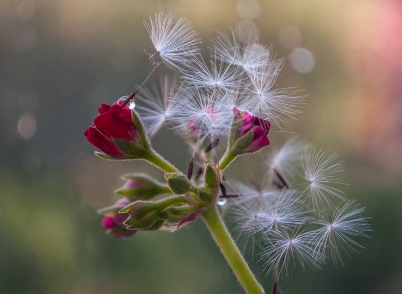 Цветение гераниphoto preview