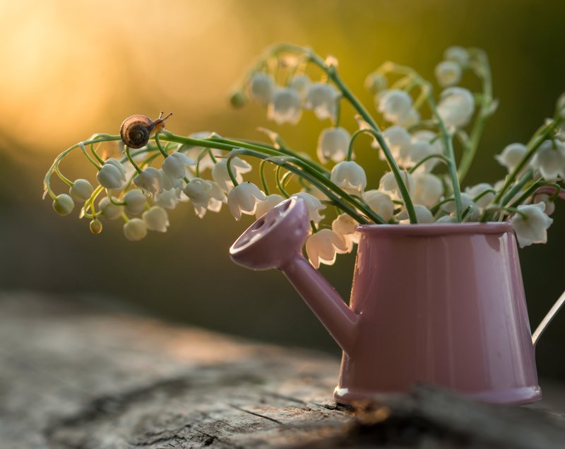 улитка, ландыши, закат, красота природы, волшебство, красота Гостьяphoto preview