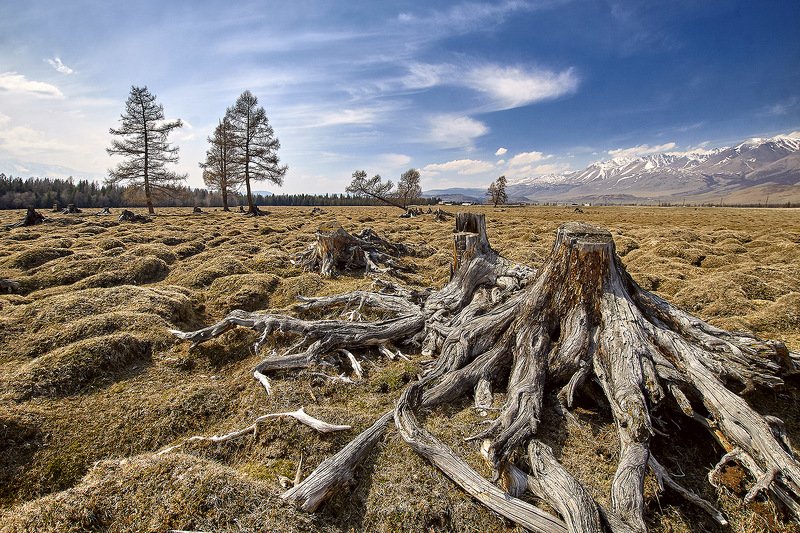алтай, ледник актру, актру, алтайский край, долина, весна,осень, лиственницы, ледник,ледники Алтайские Осминогиphoto preview
