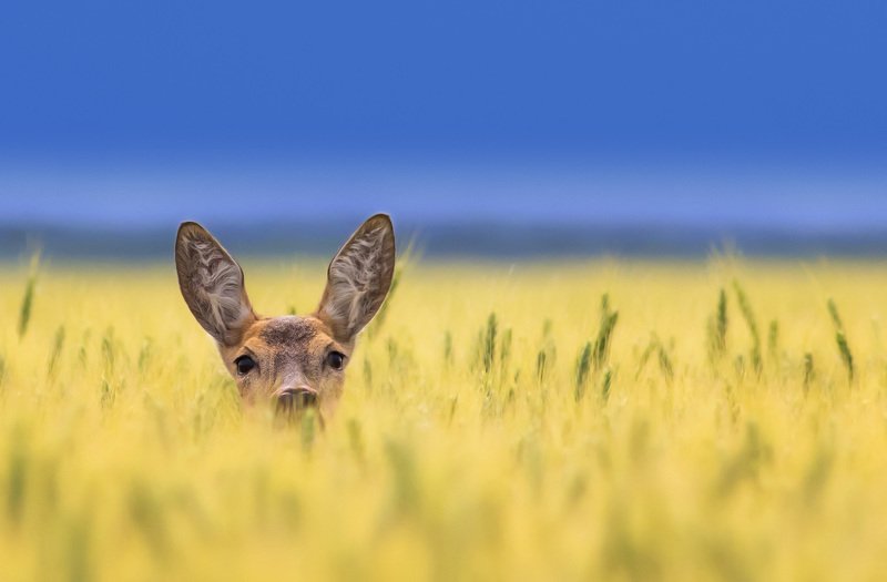 .-.-.-.-.-.-photo preview