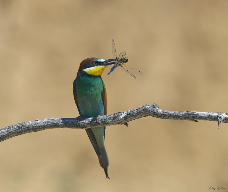 птицы, золотистая щурка Демонстрация добычиphoto preview