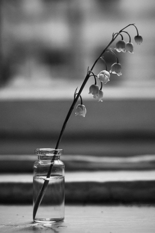 Одинphoto preview