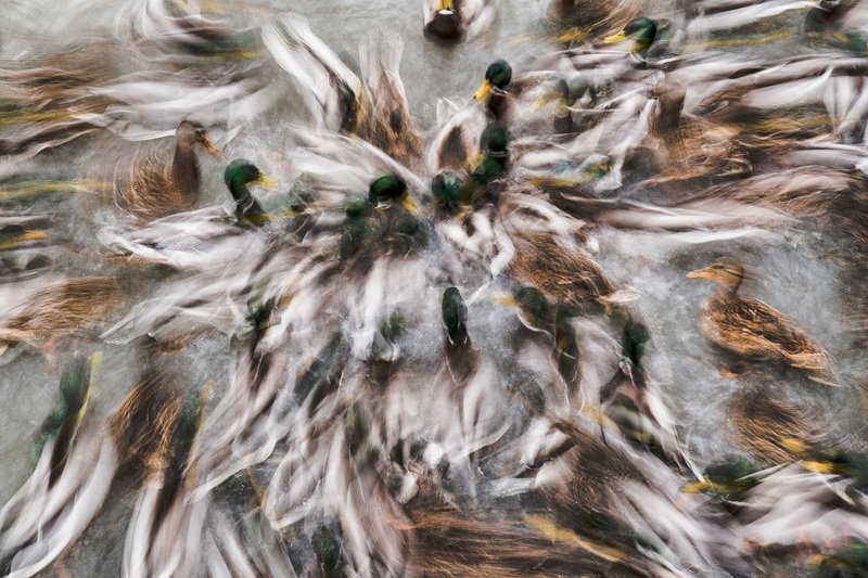 Утиный цветокphoto preview