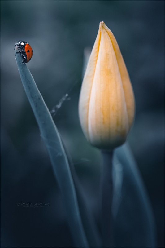 Гюльчатай, открой личико!photo preview