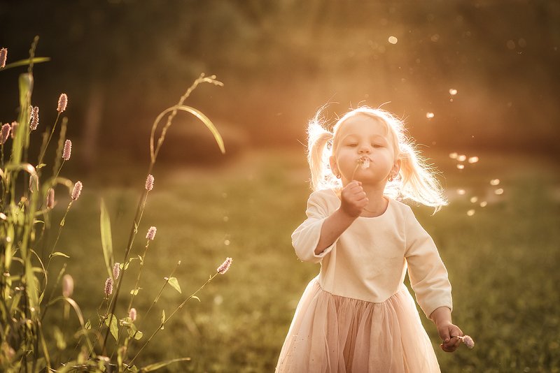 Одуванчик полевой, необыкновенныйphoto preview