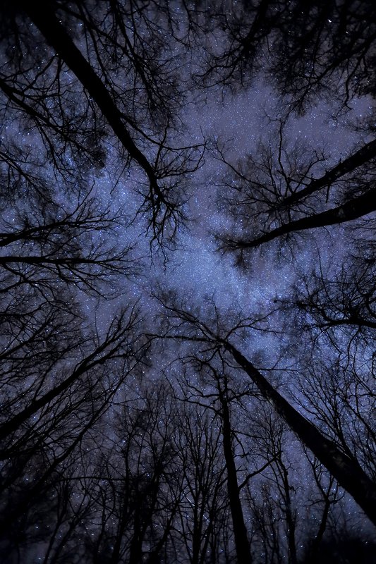 fairy nightphoto preview