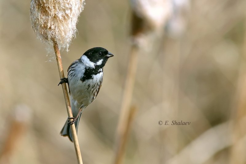 камышовая овсянка,emberiza schoeniсlus,birds,птица,птицы,фотоохота,овсянка Камышовая овсянкаphoto preview