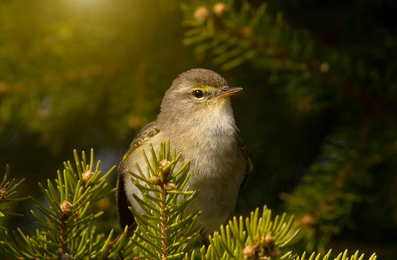 птицы,сеевер,пеночка - весничка,коми,печора,анималистика,birds,seever,turukhtan ,komi,pechora,animalism, пеночка - весничка,photo preview