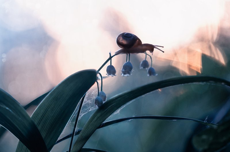 улитка, лес, закат, вечер, природа, ландыши, snail, nature, sunset, forest, lilies of the valley Когда солнце клонится к закату...photo preview