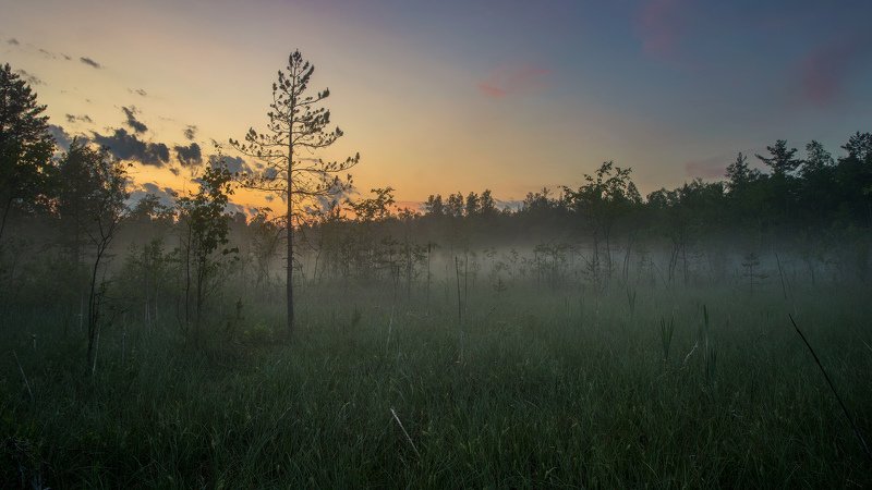 болото, туман, сумерки Густой туман фото превью