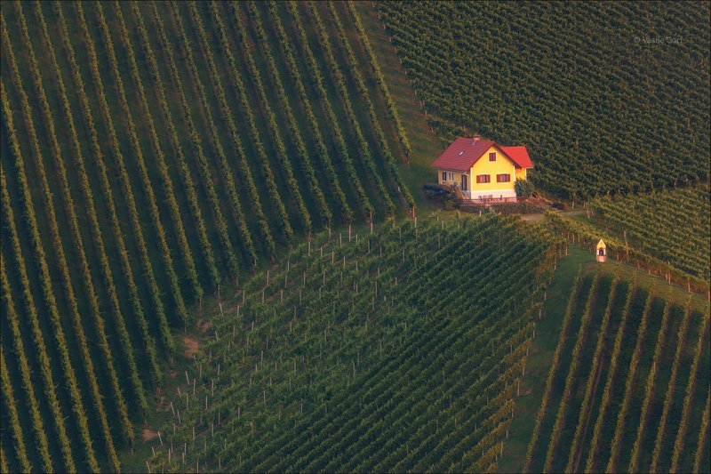 свет,österreich,лето,штирия,домик,австрия,виноградники,gamlitz,sernau,landscape Виноградная геометрияphoto preview