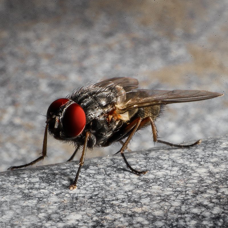 Муха на кострюлеphoto preview