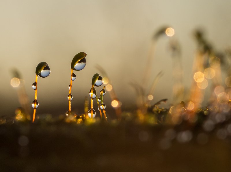 Астронавтыphoto preview