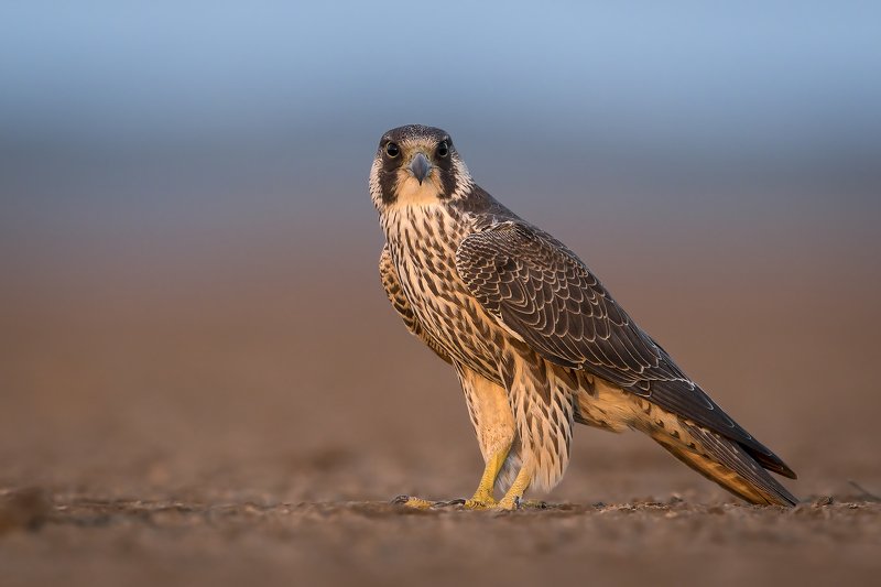 animals,birds,wild,wildlife,nature,falcon,thebest,raptor Falcon in last lightphoto preview