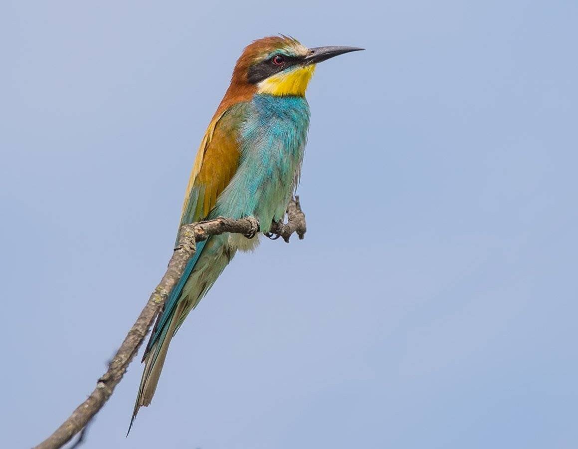 Золотистая щурка. Автор: Хасан Журтов золотистая щурка, Хасан Журтов