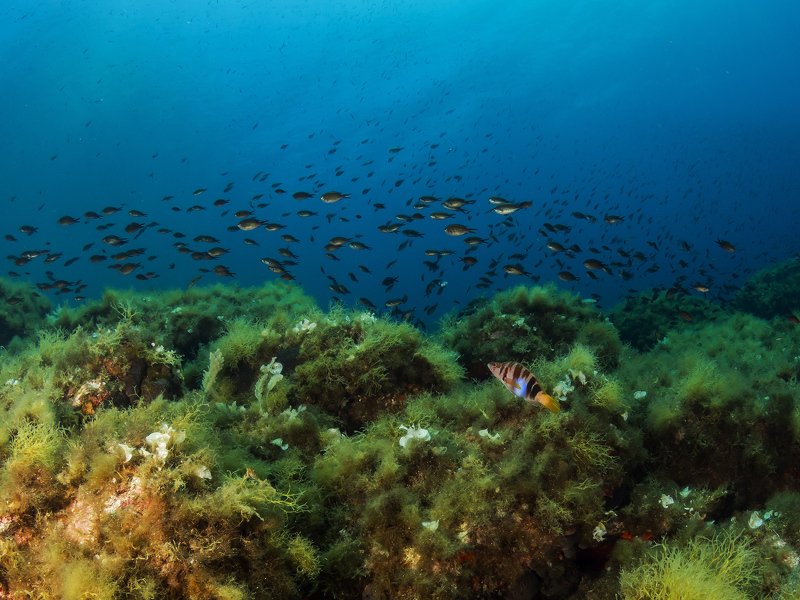 #Mediterranean , #Reefscape Mediterranean Reefscapephoto preview