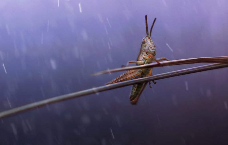кузнечик, дождь, вечер, природа, макро, красота, насекомые, фотоохота Арфистphoto preview