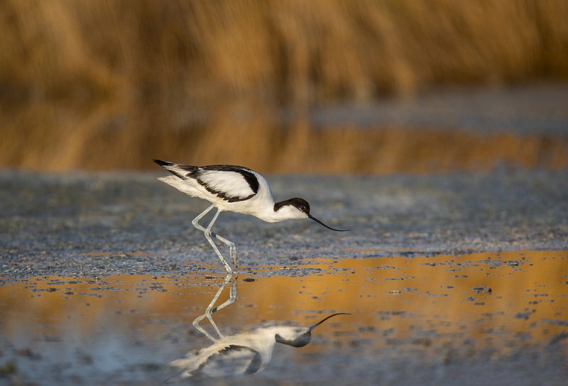 шилоклювка Золотая ванная...photo preview