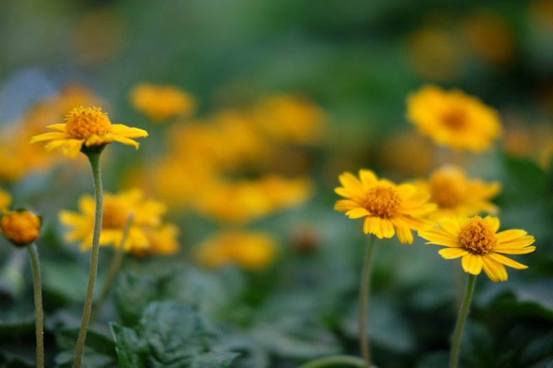 yellow/greenphoto preview