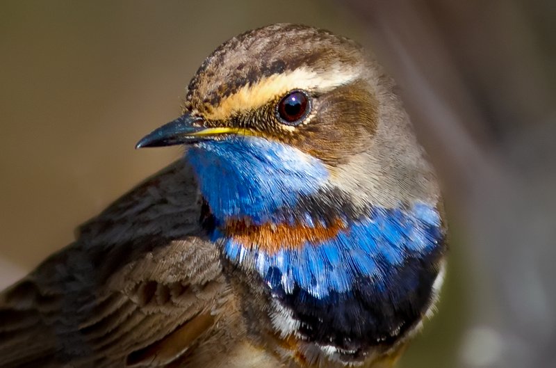 птицы,сеевер,варакушка,коми,печора,анималистика,birds,seever,turukhtan ,komi,pechora,animalism, Варакушкаphoto preview