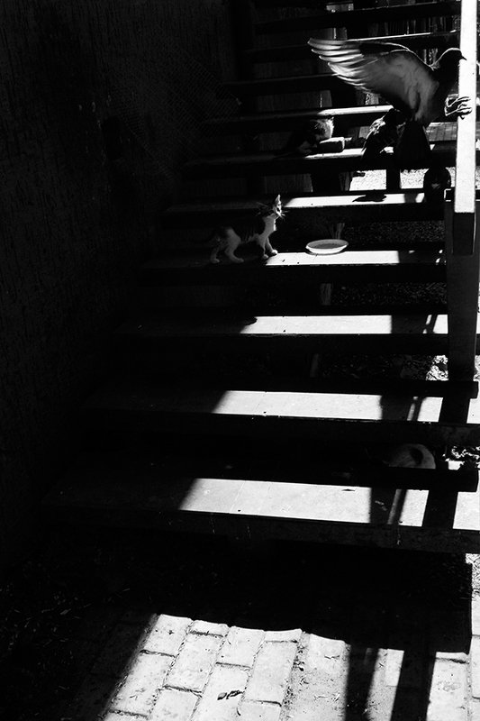 жанр, стрит, street, genre, estet mf, saratov, саратов, documentary, репортаж, тени, shadows, котёнок, голубь *photo preview