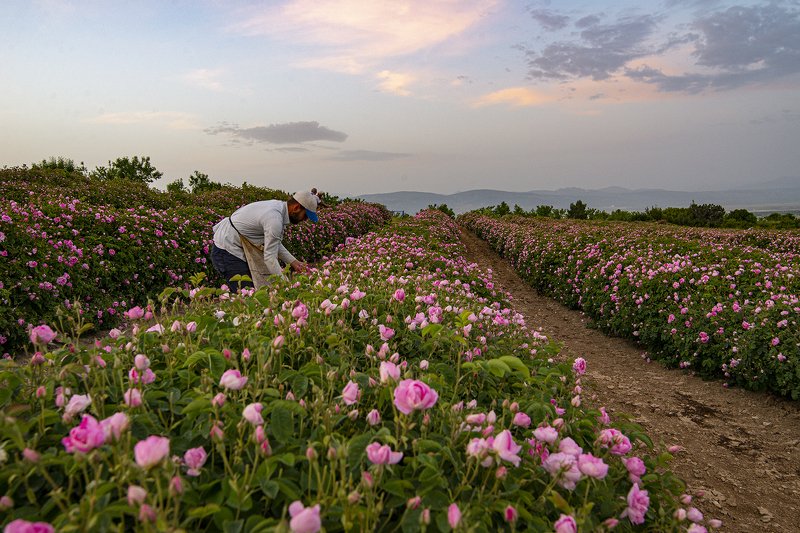 rose scented photophoto preview