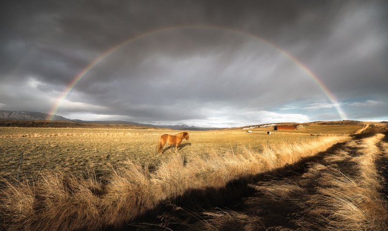 iceland A Horse Under the Rainbowphoto preview