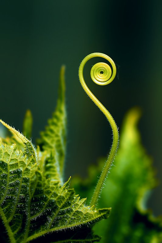 огурец, посевной, обыкновенный, огурцы, овощи, растение, растения, cucumbers, vegetables, plants Чужой, ещё чужее...photo preview