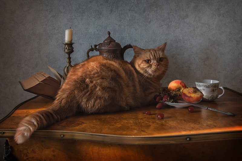 животные, кошки, кот, натюрморт, виноград, персик Завтрак аристократа :)photo preview