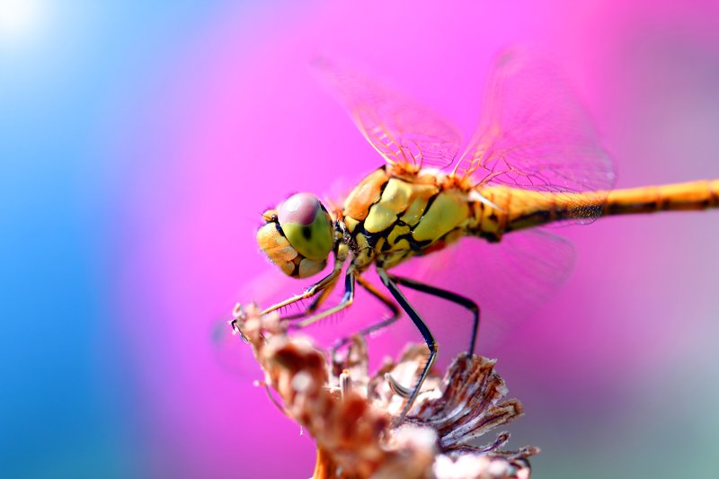 стрекозы, каменушки, букашка, насекомое, насекомые, insects, dragonfly, dragonflies, odonata, arthropoda Фэшн-гламур у девиц поменьше...photo preview