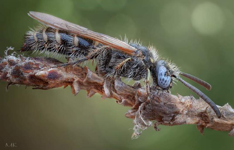 Хулиганка Соняphoto preview