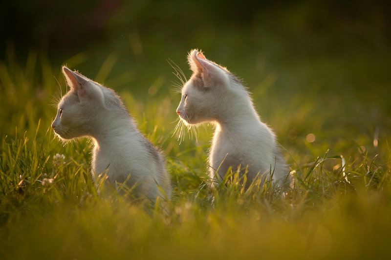 cats, nature, sunset Brothersphoto preview