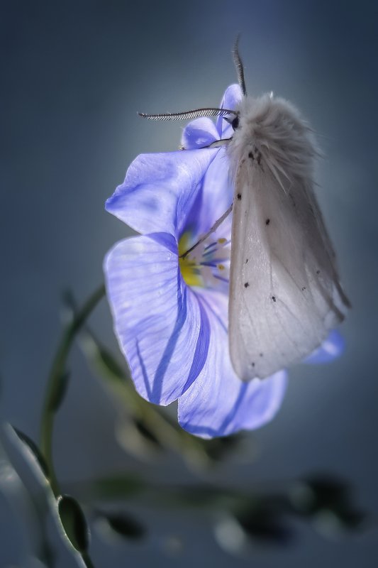 Пушистикphoto preview