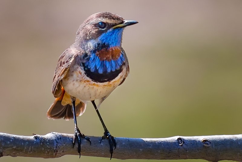 птицы,сеевер,варакушка,коми,печора,анималистика,birds,seever,turukhtan ,komi,pechora,animalism, На закатеphoto preview