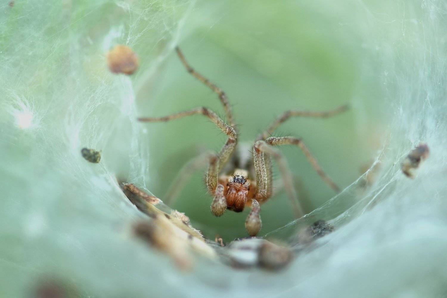 , Макеев Алексей