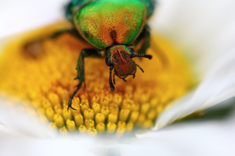 бронзовки, букашка, насекомое, насекомые, жучок, жуки, жучки, bugs, insects, cetoniinae Добро пожаловать в мой скромный бар...photo preview