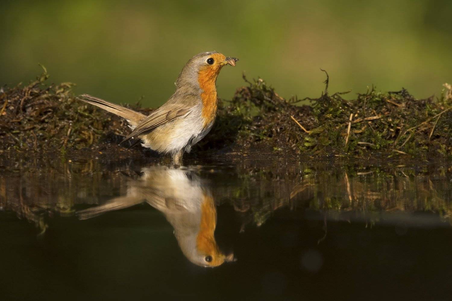 Автор: Predrag Kostin , Predrag Kostin