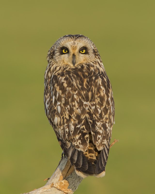 birds,nature,animals,wild,wildlife,naturephotography,birdphotography,owls The Short eared owlphoto preview
