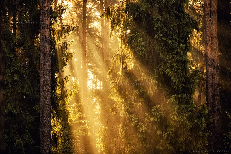 forest, poland, polish, landscape, sunrise, sunset, mood, beautiful, amazing, awesome, adventure, explore, travel, light, trees Air factoryphoto preview